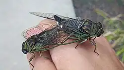 Mating N. canicularis