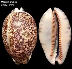 Mauritia arabica