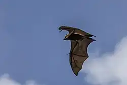 Brown bat