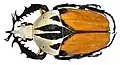 Mecynorhina oberthueri