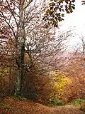 Mountain Medvednik in autumn