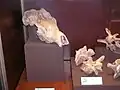 Irish elk (Megaloceros giganteus) skull and vertebrae