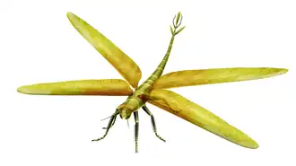 Meganeura monyi, a predatory Carboniferous insect related to dragonflies, could fly to escape terrestrial predators. Its large size, with a wingspan of 65 cm (30 in), may reflect the lack of vertebrate aerial predators at that time.