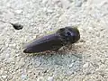 Melanotus ignobilis, Texas