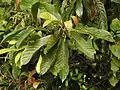 Flowering branch and mature leaves
