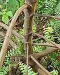 Low branching habit.  Dededo, Guam.