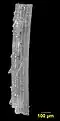 Irregular echinoid spine from the chalk sediments of the Menuha Formation.