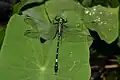 Male