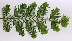 Metasequoia