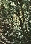 Higher Forest changes into Moss clad trees