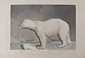 The Polar bear. Ursus maritimus.