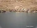 Migratory birds at Kaushalya Dam, near Pinjore, Panchkula district (Dec. 2015)