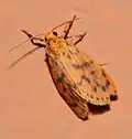 Miltochrista sp.