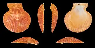 var. aurantia, left valve