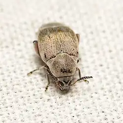 Mimosestes amicus