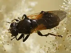 Myolepta