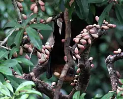 Brown bat