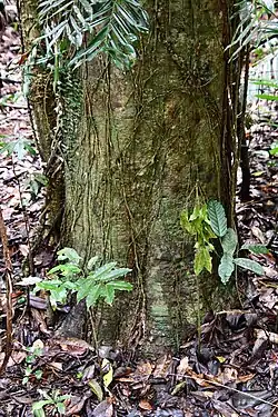Trunk