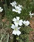 Monsonia attenuata