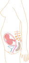 Relative size in 5th month (simplified illustration)