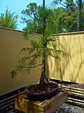 Cypress