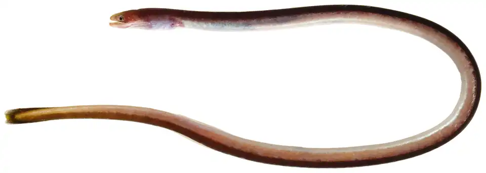 Moringua edwardsi (Moringuidae)