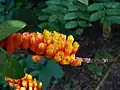 Inflorescence