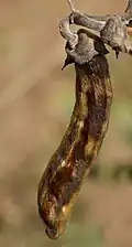 Mucuna sanjappae