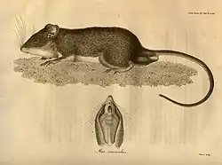 Drawing of brown and white long-tailed rat