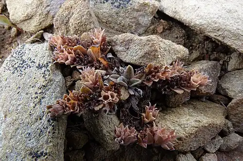 Fruiting plant