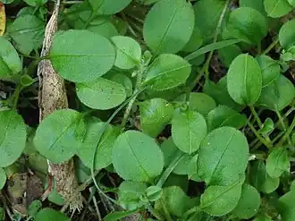 Leaves