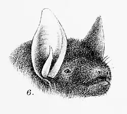 Drawing ofbat head
