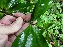 Foliage
