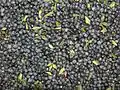 Berries macerated in alcohol to make Mirto liqueur