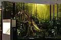 Exhibit - Plateosaurus
