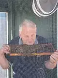 Honeybee exhibit