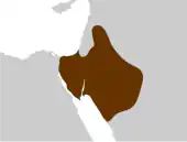 Caruso