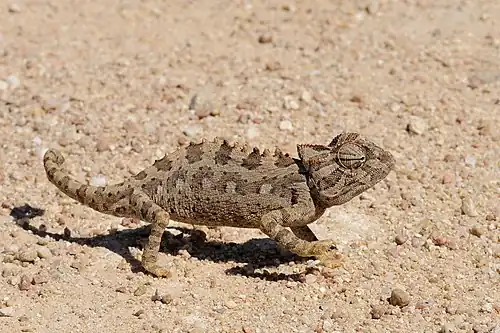 Image 18 Namaqua chameleon Photograph: Hans Stieglitz The Namaqua chameleon is a lizard found in the western desert regions of Namibia, South Africa, and southern Angola. This species, which can reach 25 centimetres (9.8 in) in length, is common in the Namib Desert. It has evolved several adaptations which allow it to thrive in hot and arid areas, such as the ability to change color to control temperature. More selected pictures