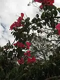 'Nancy Hayward.' Big single flowers on a six-metre climber. Werribee Park.