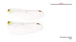 Male wings