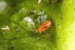 Adult Nasonovia ribisnigri