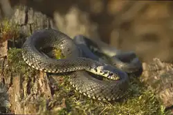 Grass snake