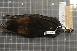 Brown bat