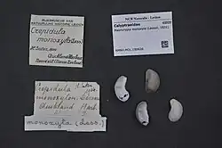 Shell specimen