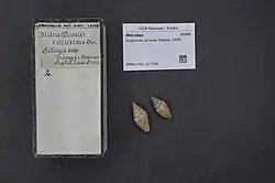 A specimen of Scabricola coriacea recorded in 1845