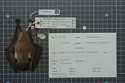 Brown bat