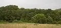 Woods at the edge of Negreira