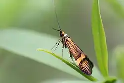 Lateral view