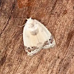 Neoduma ectozona
