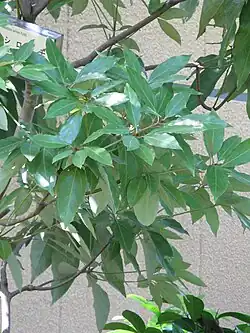 N. sericea leaves